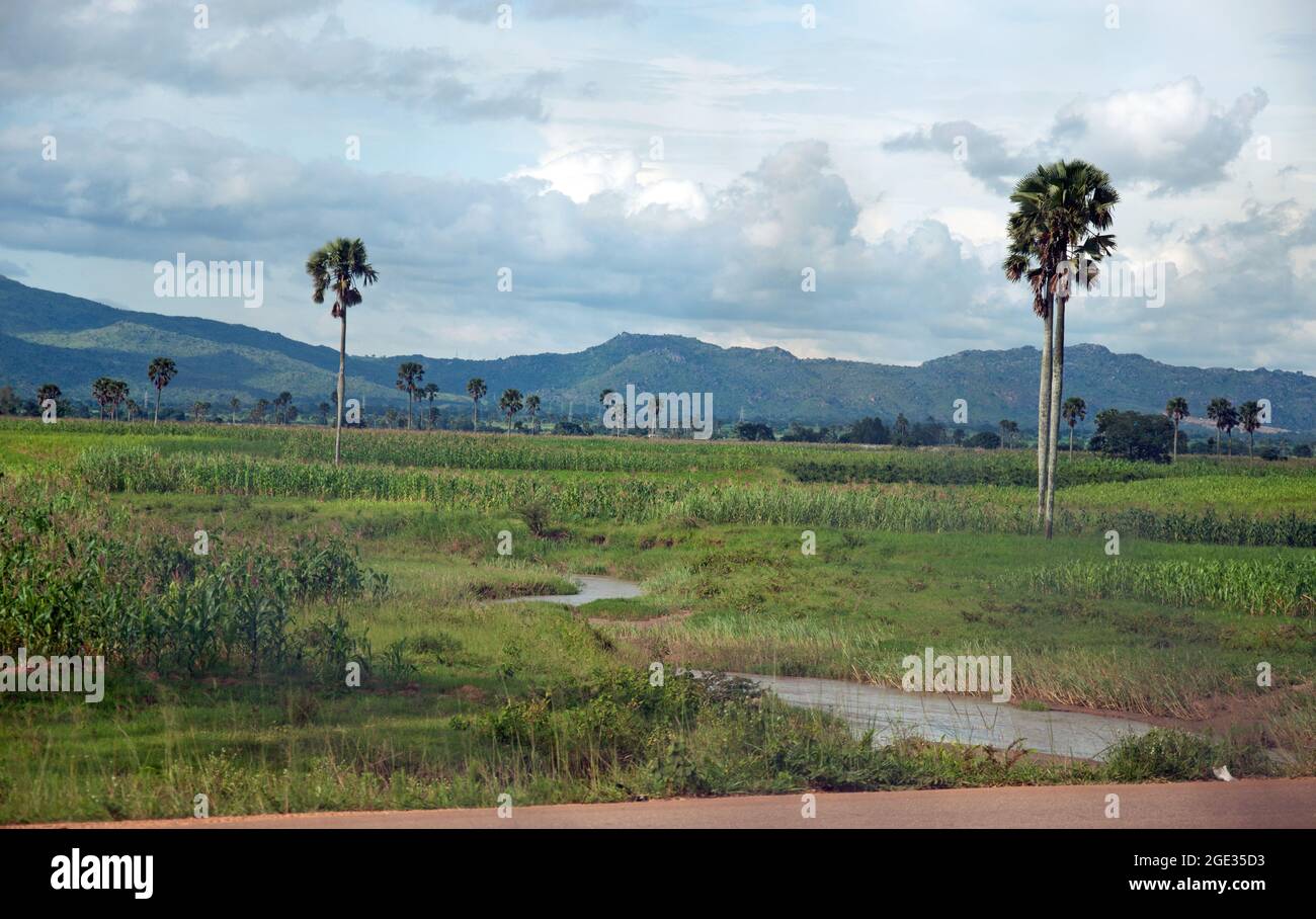 Panorama africain, Etat de Kaduna, Nigéria. Maïs poussant avec des palmiers et des montagnes (plateau de Jos) au loin. Banque D'Images