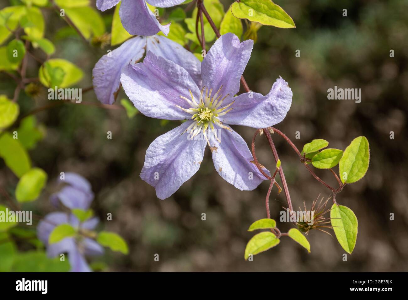 Fleurs mauves pâles Banque de photographies et d'images à haute résolution  - Alamy