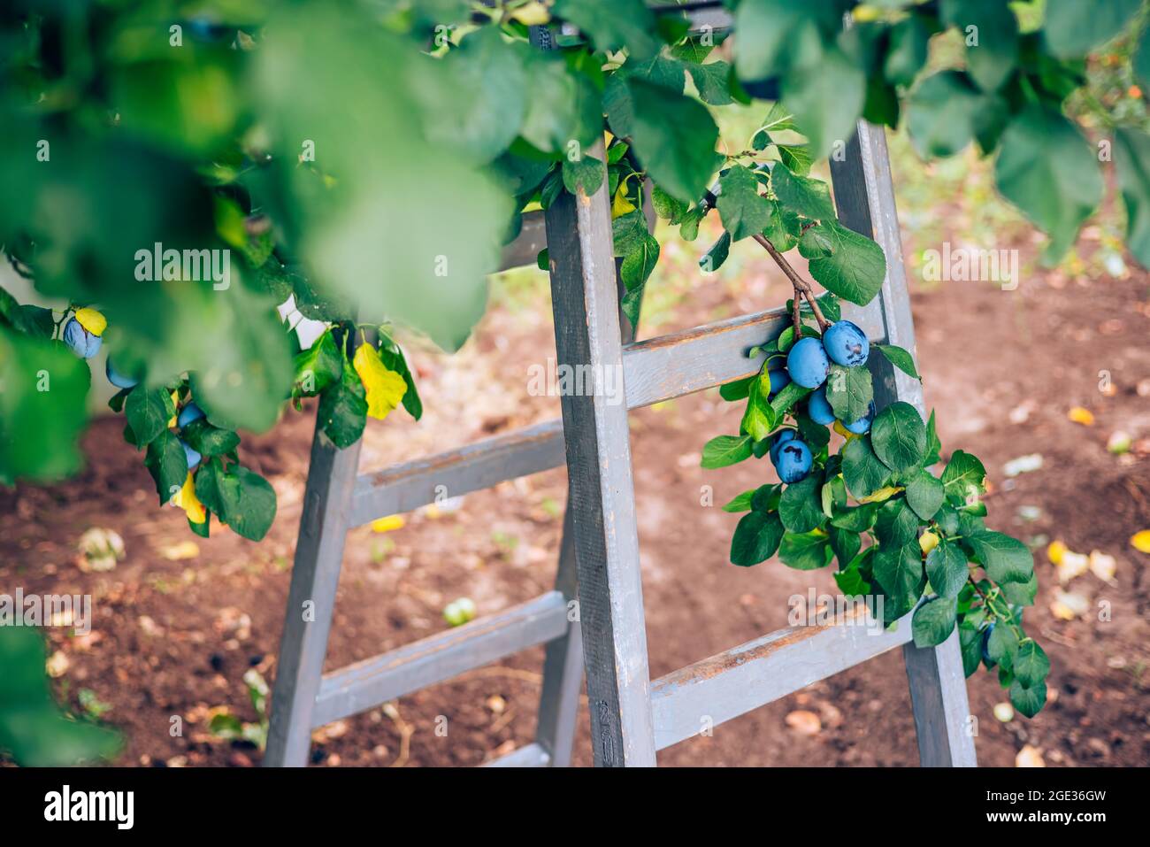Prunier avec prunes mûres et échelle au moment de la récolte. Fruits dans un jardin de verger. Banque D'Images