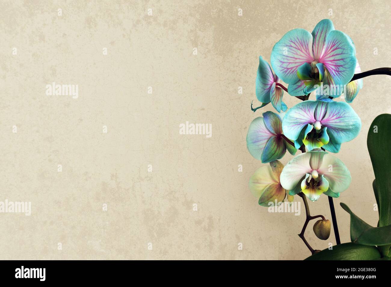Carte De Fete Des Meres Avec Orchidee Bleue Sur Fond De Grunge Et Espace De Copie Photo Stock Alamy