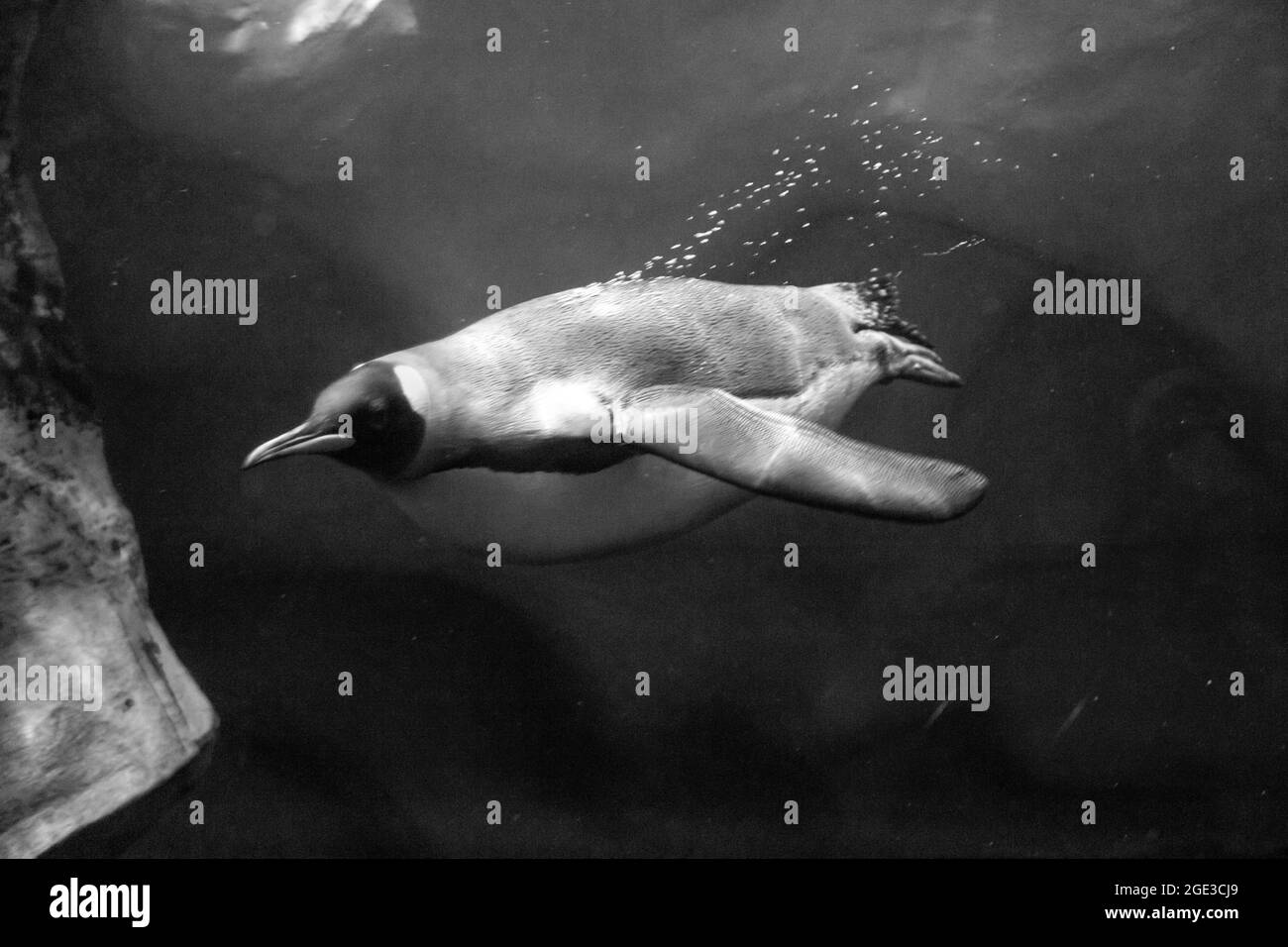 Échelle de gris d'un pingouin de natation sous l'eau Banque D'Images