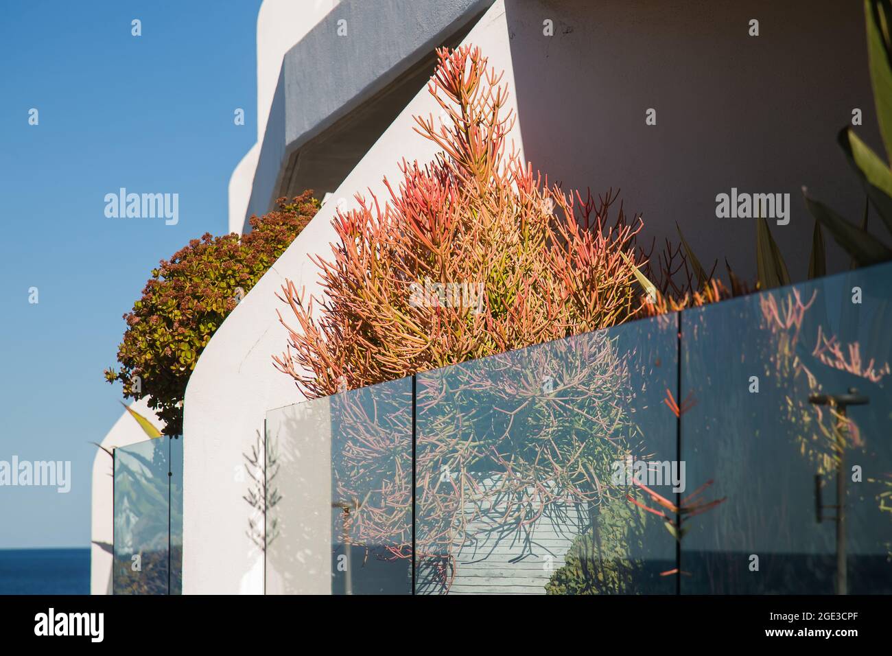 Sydney, Australie. Lundi 16 août 2021. Appartements de luxe donnant sur Bondi Beach et présentant des plantes exquises sur le balcon. Les restrictions COVID-19 ont été renforcées dans toute la Nouvelle-Galles du Sud. À partir de minuit le lundi 16 août, la règle de voyage de 10 km a été réduite à 5 km. Cela signifie que les résidents ne peuvent parcourir que 5 km de leur maison pour faire de l'exercice ou faire du shopping. Crédit : Paul Lovelace/Alamy Live News Banque D'Images