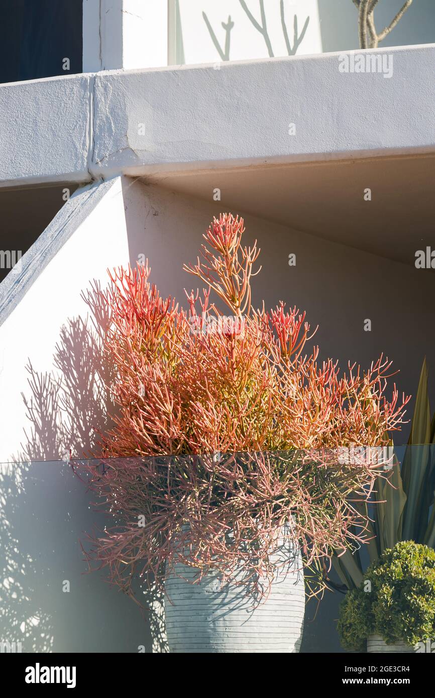 Sydney, Australie. Lundi 16 août 2021. Appartements de luxe donnant sur Bondi Beach et présentant des plantes exquises sur le balcon. Les restrictions COVID-19 ont été renforcées dans toute la Nouvelle-Galles du Sud. À partir de minuit le lundi 16 août, la règle de voyage de 10 km a été réduite à 5 km. Cela signifie que les résidents ne peuvent parcourir que 5 km de leur maison pour faire de l'exercice ou faire du shopping. Crédit : Paul Lovelace/Alamy Live News Banque D'Images