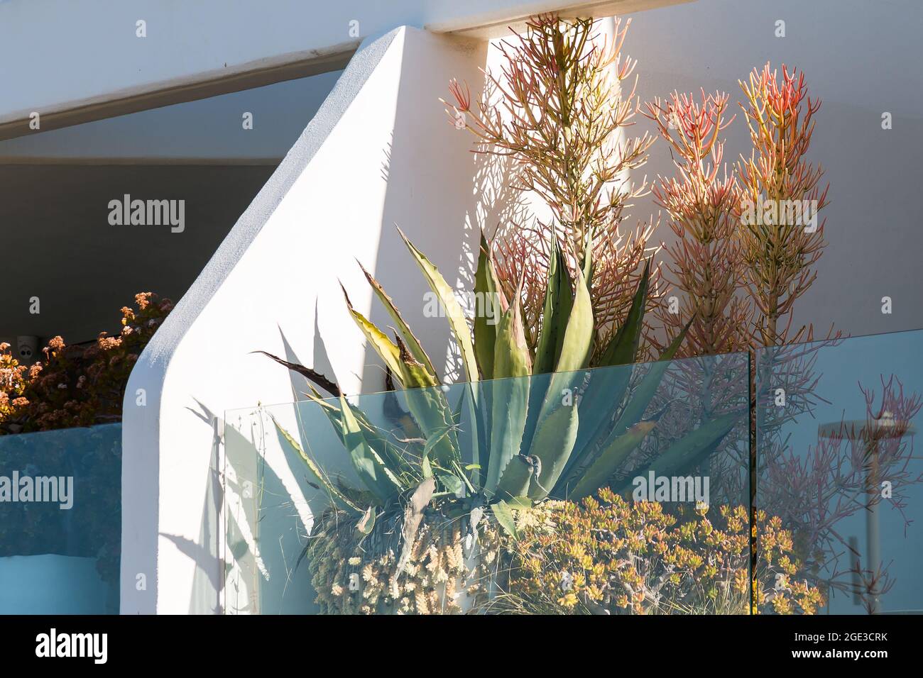 Sydney, Australie. Lundi 16 août 2021. Appartements de luxe donnant sur Bondi Beach et présentant des plantes exquises sur le balcon. Les restrictions COVID-19 ont été renforcées dans toute la Nouvelle-Galles du Sud. À partir de minuit le lundi 16 août, la règle de voyage de 10 km a été réduite à 5 km. Cela signifie que les résidents ne peuvent parcourir que 5 km de leur maison pour faire de l'exercice ou faire du shopping. Crédit : Paul Lovelace/Alamy Live News Banque D'Images