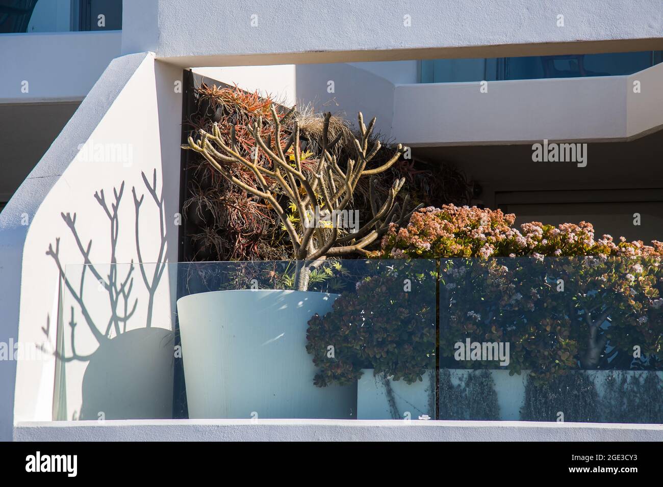 Sydney, Australie. Lundi 16 août 2021. Appartements de luxe donnant sur Bondi Beach et présentant des plantes exquises sur le balcon. Les restrictions COVID-19 ont été renforcées dans toute la Nouvelle-Galles du Sud. À partir de minuit le lundi 16 août, la règle de voyage de 10 km a été réduite à 5 km. Cela signifie que les résidents ne peuvent parcourir que 5 km de leur maison pour faire de l'exercice ou faire du shopping. Crédit : Paul Lovelace/Alamy Live News Banque D'Images