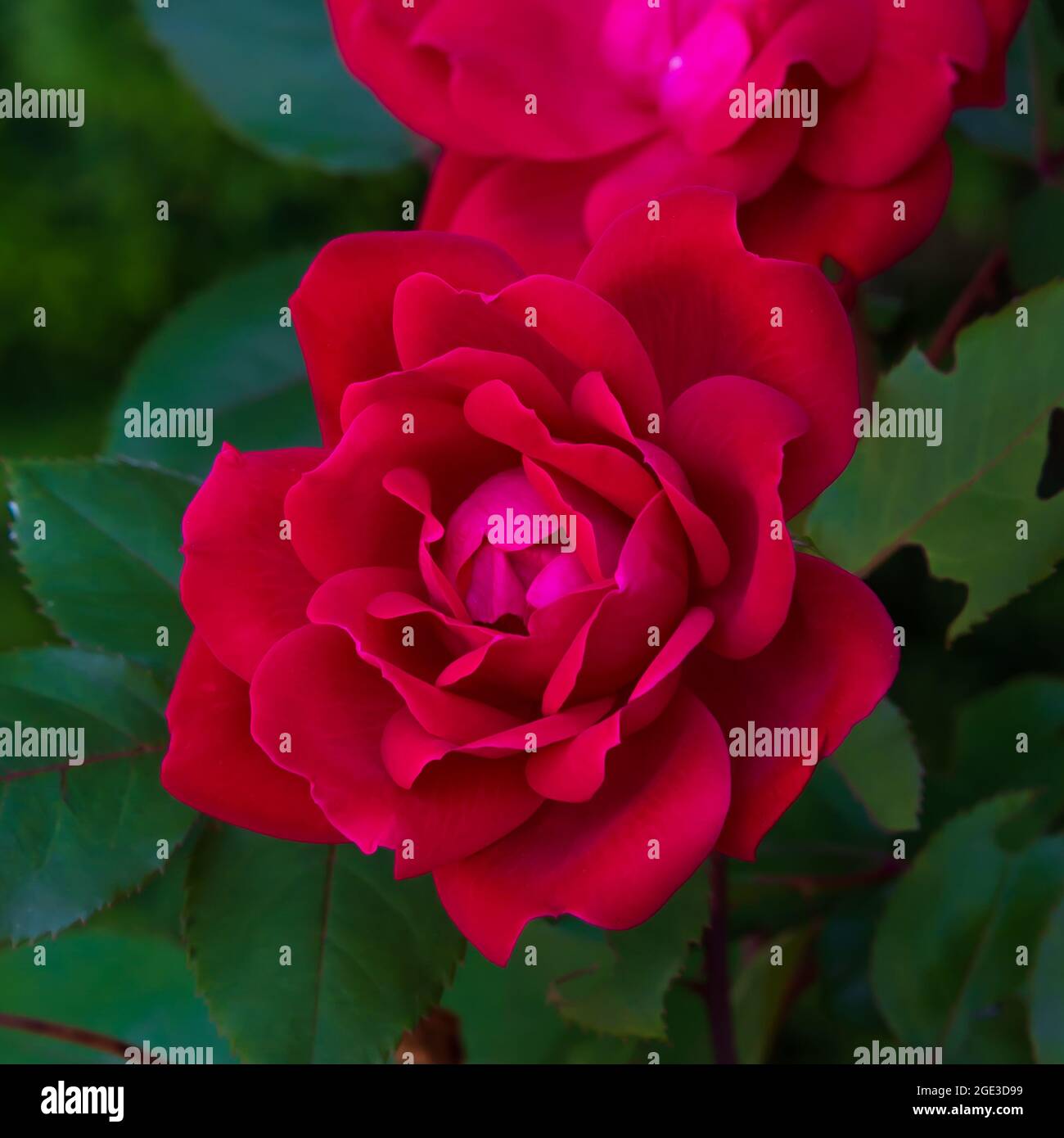 Une floraison de printemps dans l'Iowa. Banque D'Images