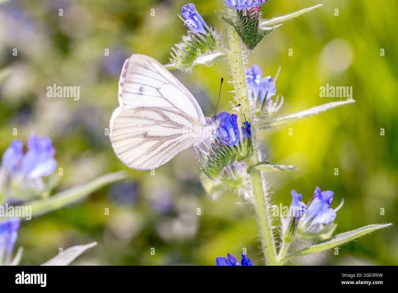Papillon blanc à voiles vertes - Pieris Nali - reposant sur UN Blossom de Viper S Bugloss ou Blueweed - Echium vulgare Banque D'Images