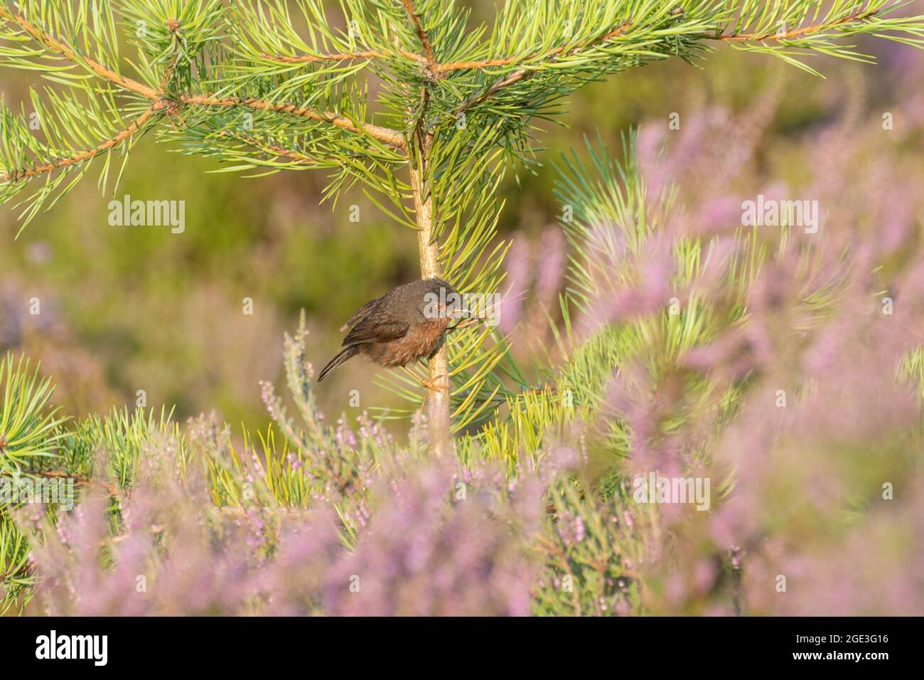 Dartford Warbler (Curruca undata, Sylvia undata) perchée dans un petit pin parmi la bruyère pendant l'été août sur la lande, Surrey, Royaume-Uni Banque D'Images