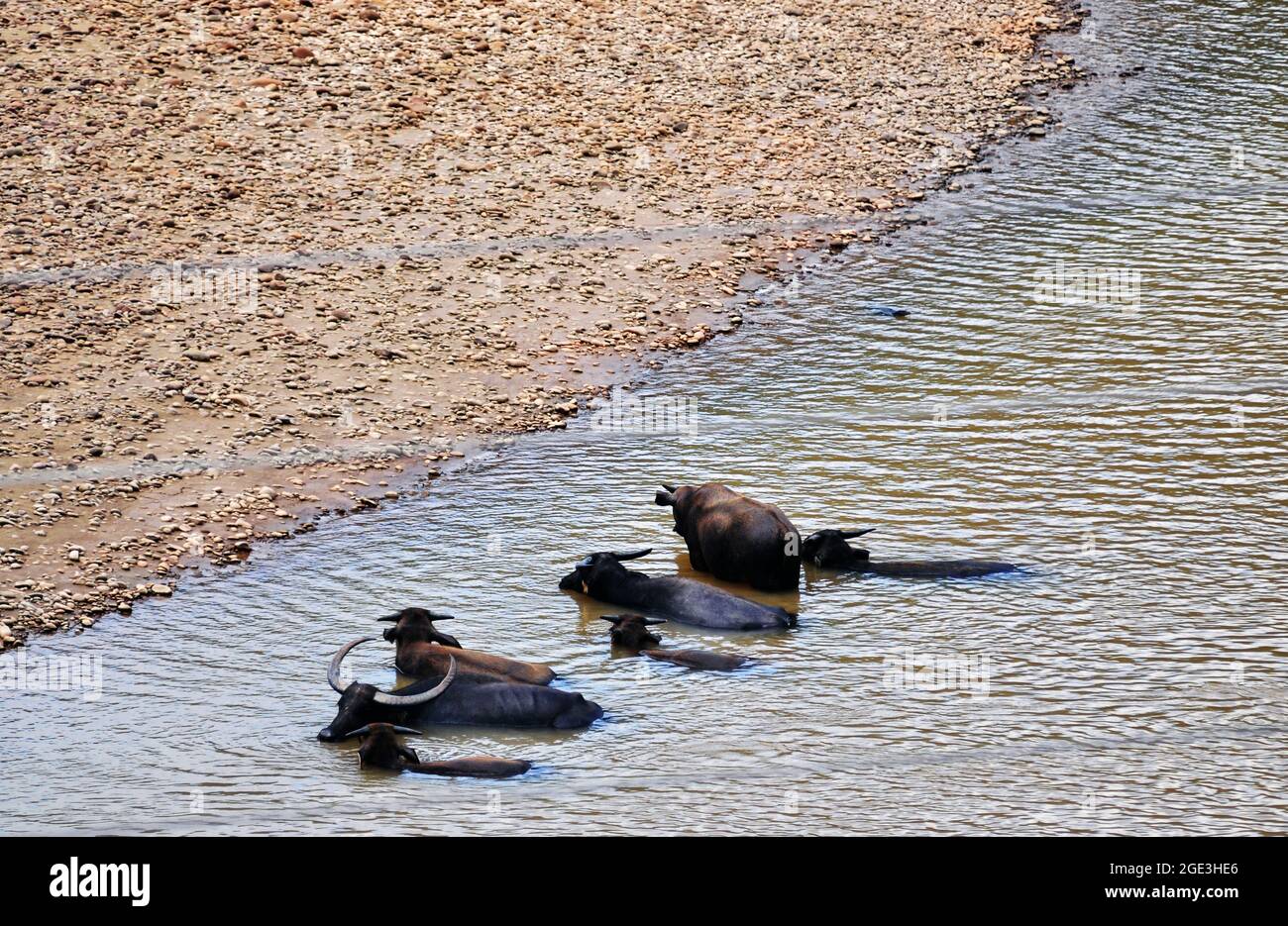 Un groupe de buffles a profité de l'occasion pour se rafraîchir pendant la saison sèche en se faisant passer dans la rivière Tamparuli, Sabah. Banque D'Images