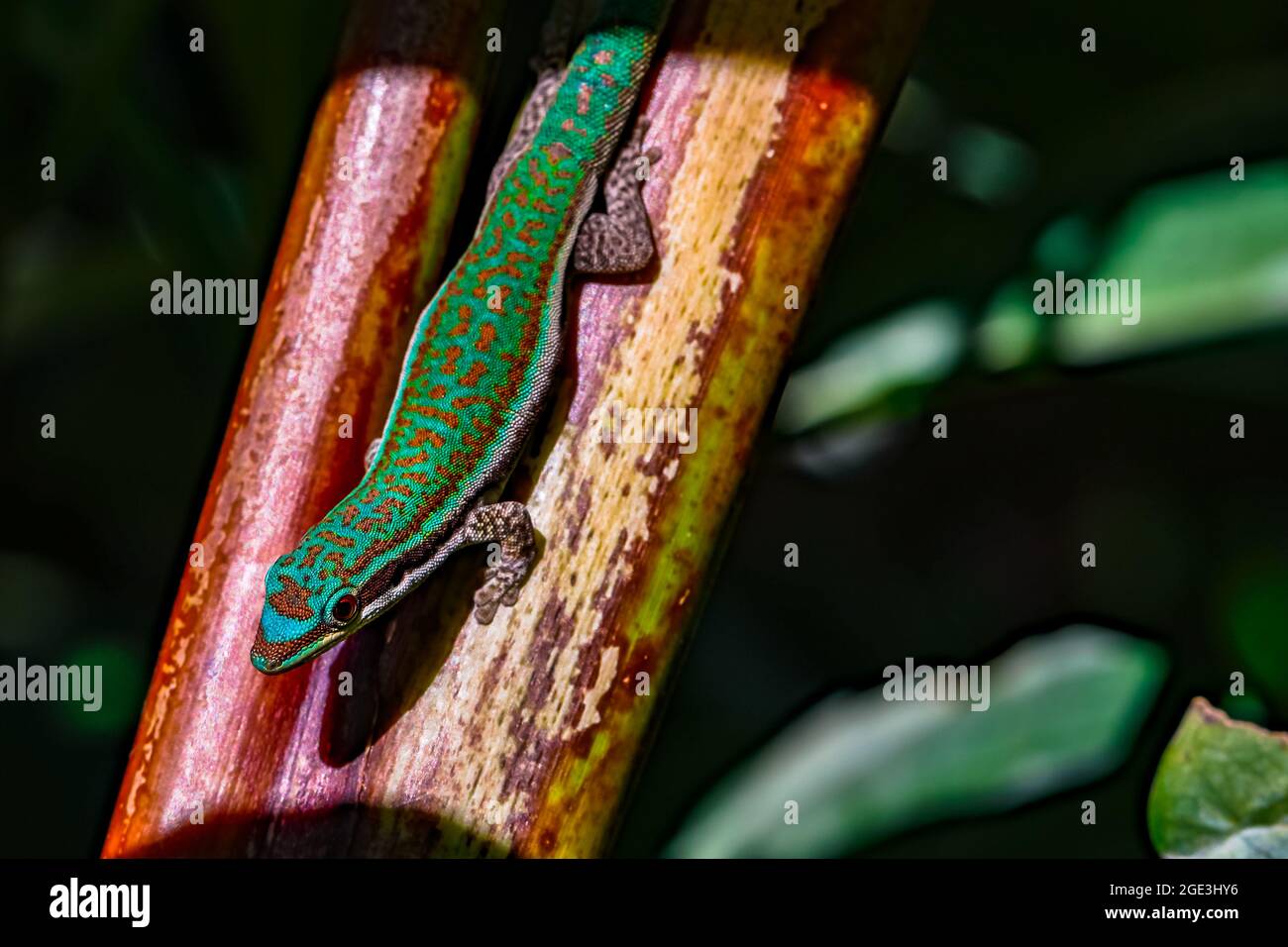 Le lézard beau et coloré est un gecko de jour qui est endémique à l'île tropicale de Maurice Banque D'Images