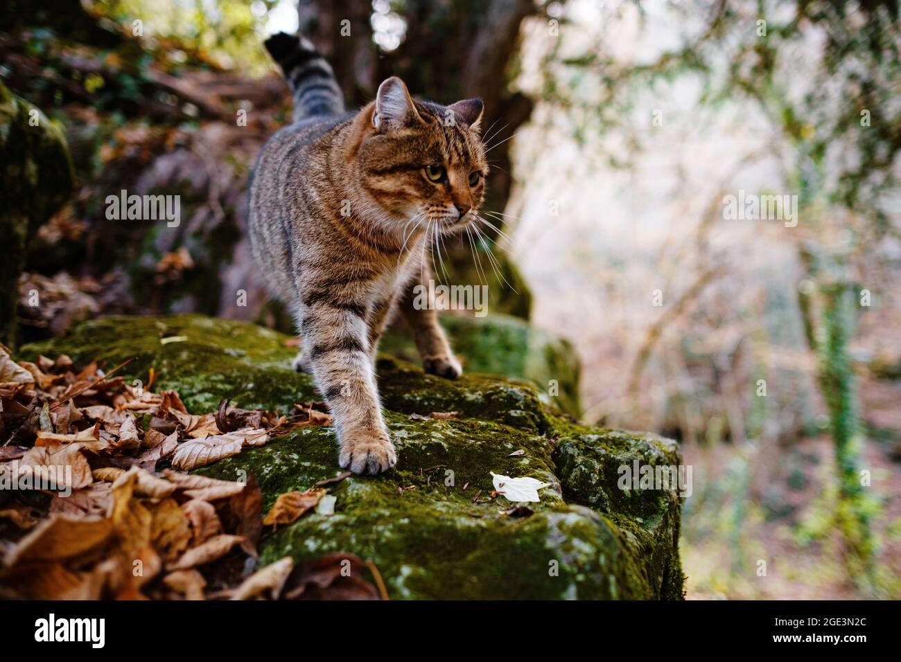 Un Chat Tabby Siberien Explorant La Foret D Automne Sombre Caractere Feerique De La Foret D Automne Photo Stock Alamy
