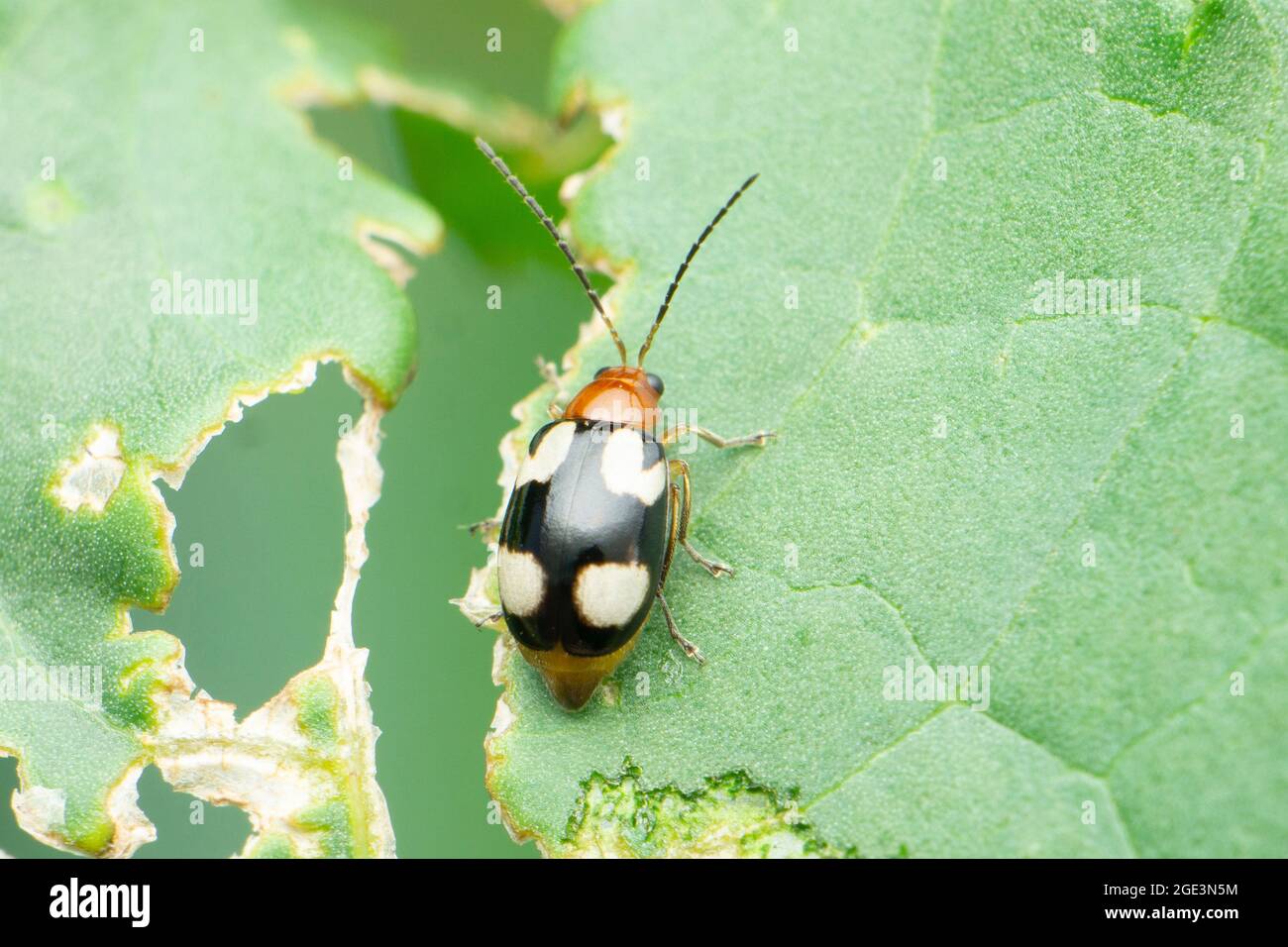 Vue dorsale de la femme oiseau Belle, Coccinella magifica, Satara, Maharashtra, Inde Banque D'Images