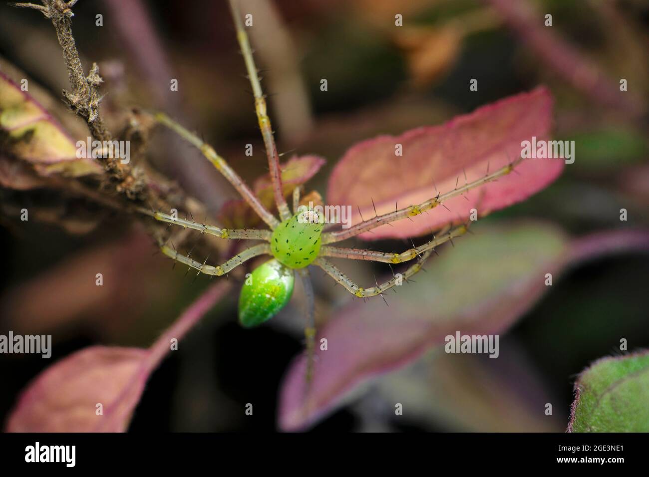 Araignée de lynx verte, Oxyopes paykulli, Satara, Maharashtra, Inde Banque D'Images