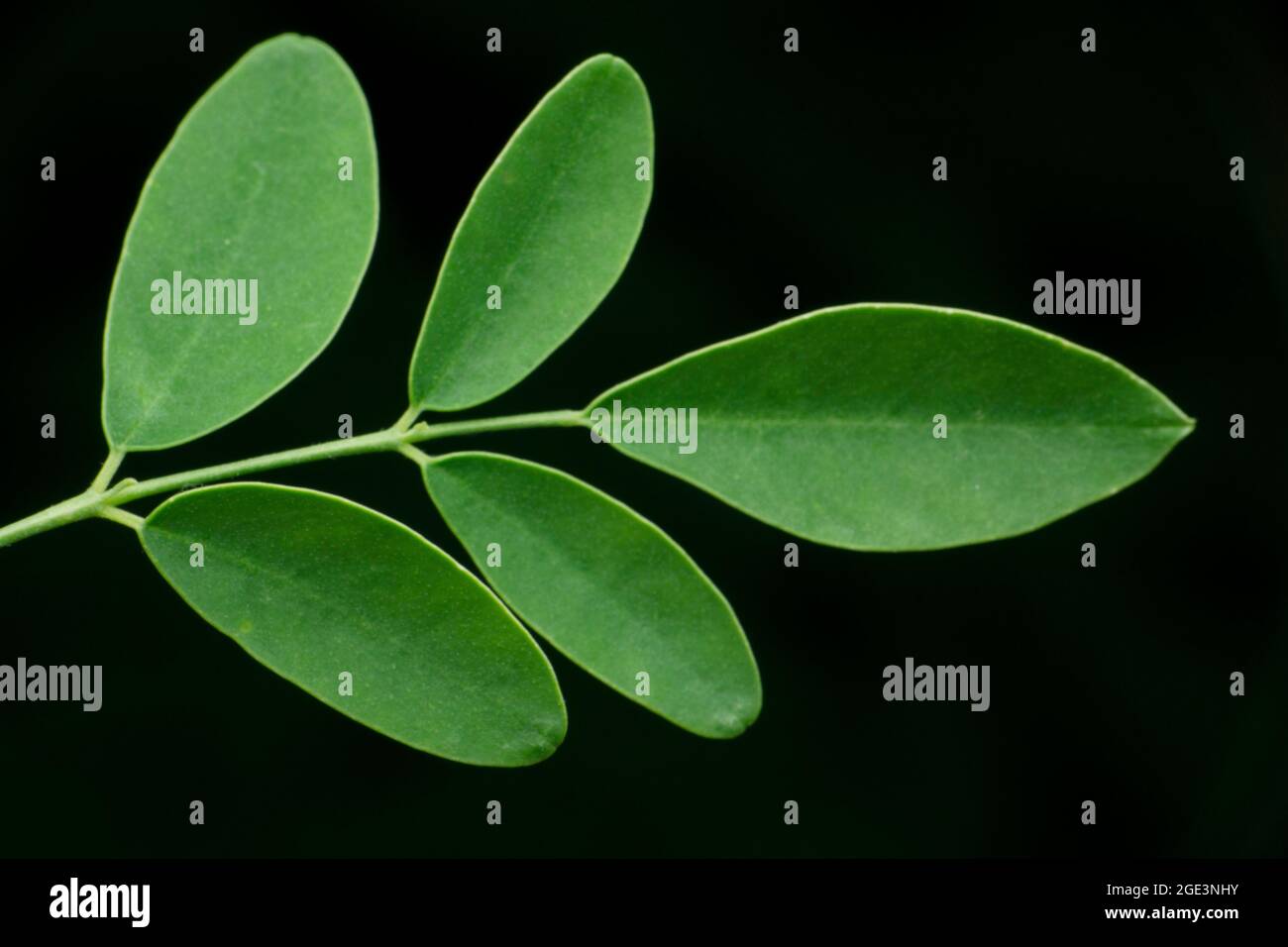 Feuille d'arbre de pilon, Moringa oleifera, Satara, Maharashtra, Inde Banque D'Images