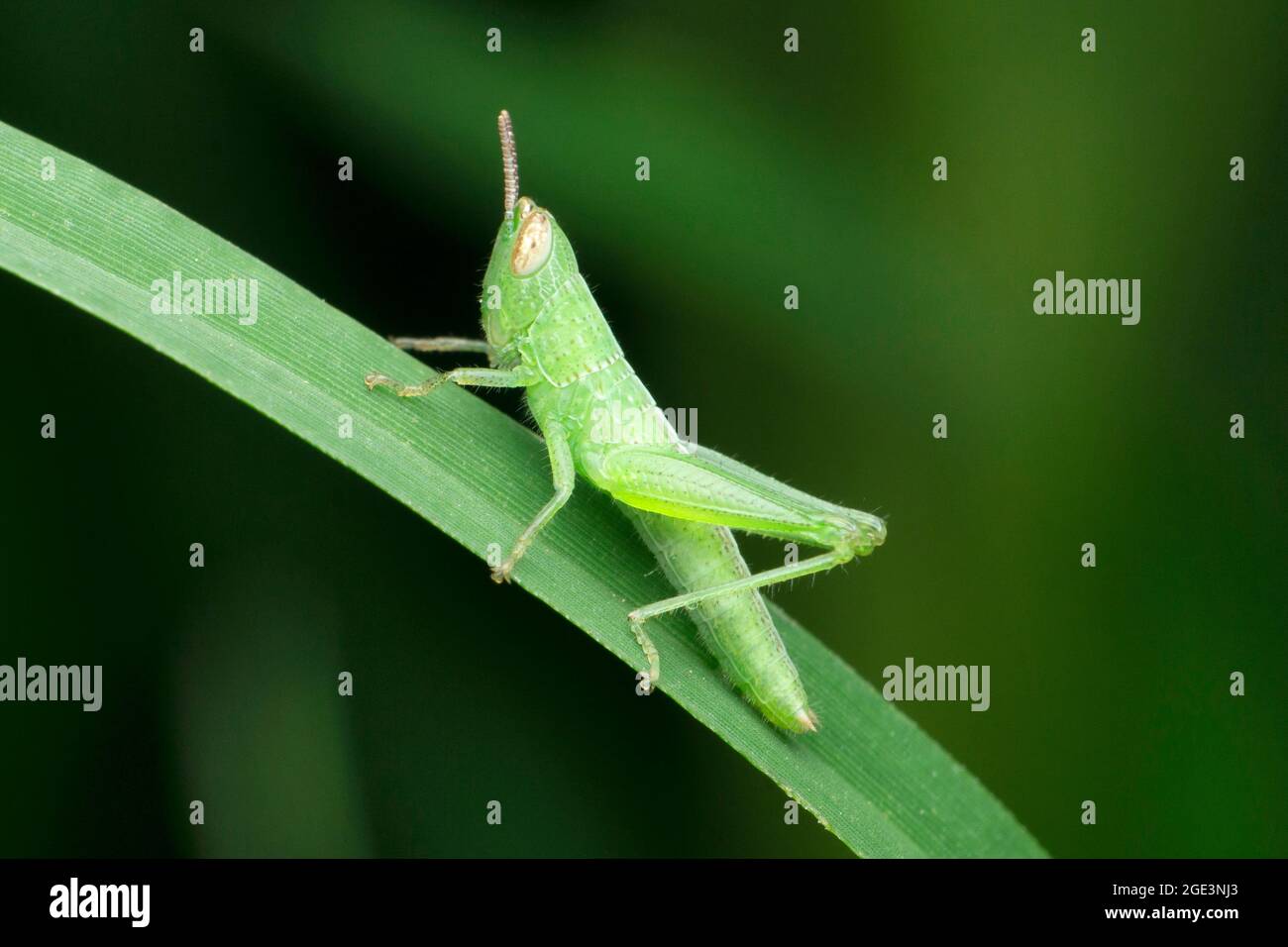 Sauterelle verte, Anacridium aegyptium, Satara, Maharashtra, Inde Banque D'Images