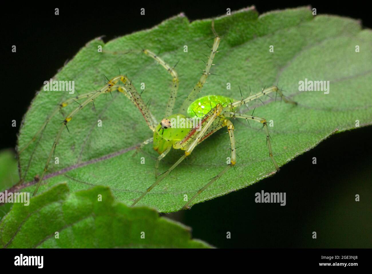 Araignée Lynx verte, espèce Oxyopes, sur la feuille de tulsi, Ocimum tenuiflorum, Satara,Maharashtra, Inde Banque D'Images