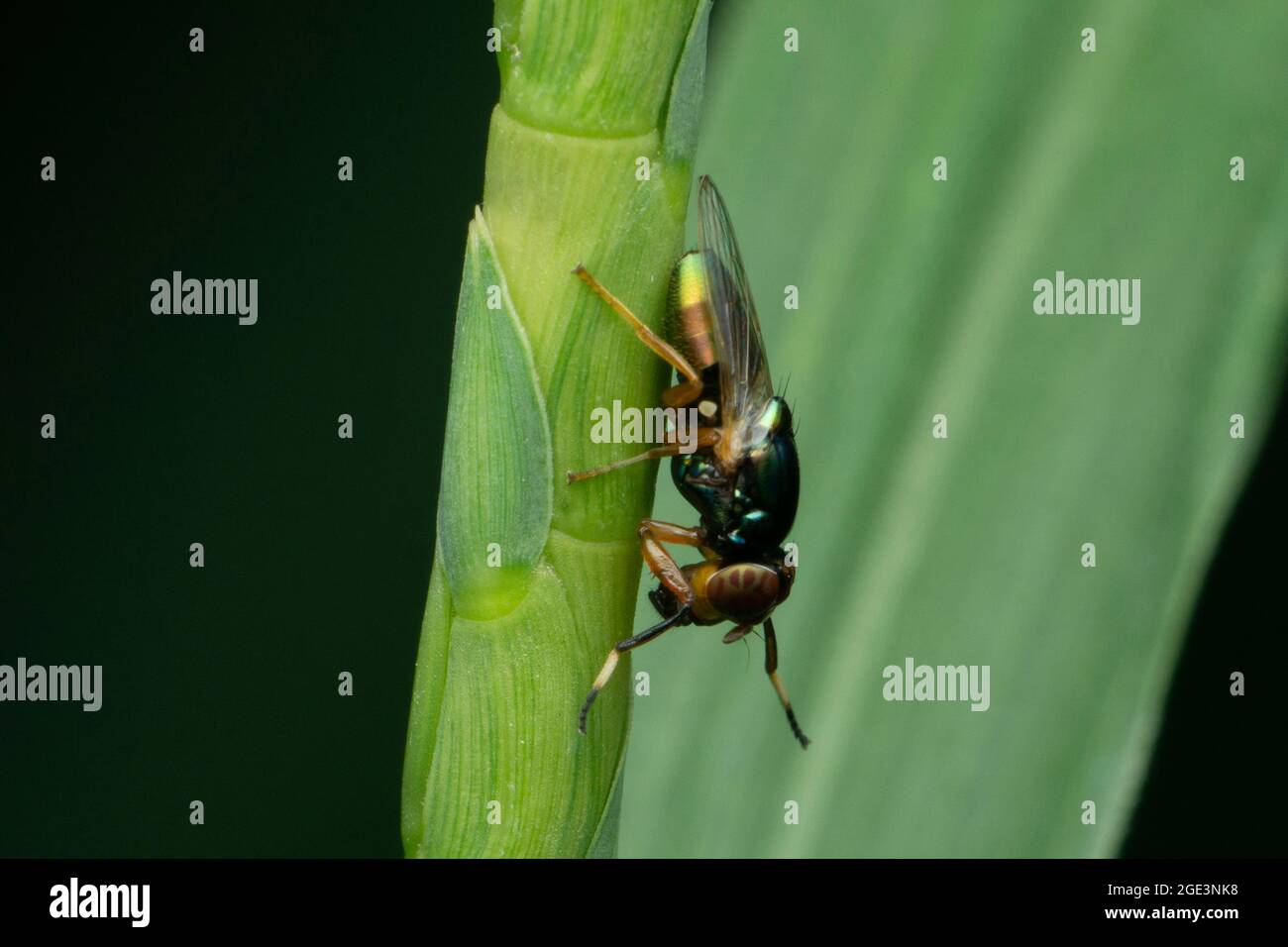 Fruitfly, Drosophila pseudoobscura, Satara, Maharashtra, Inde, Banque D'Images
