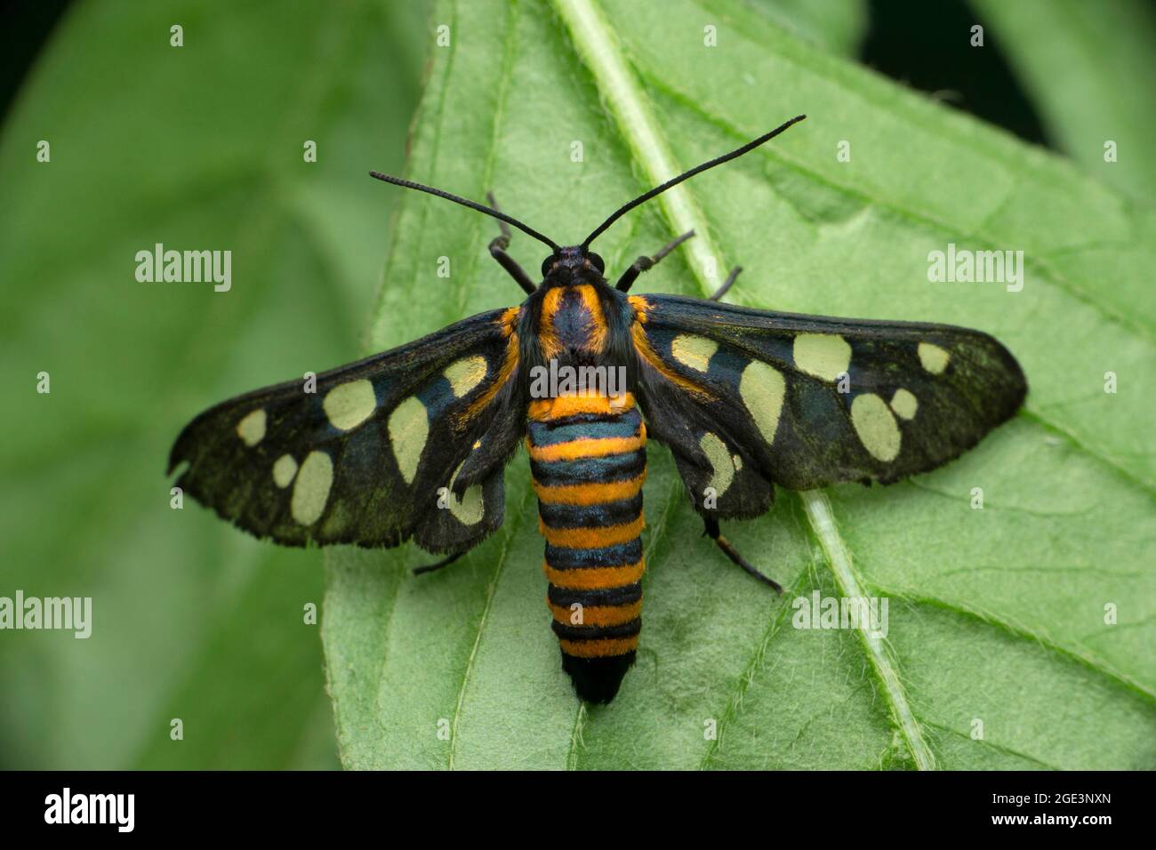 Papillon, Amata huebneri, Satara, Maharashtra, Inde Banque D'Images