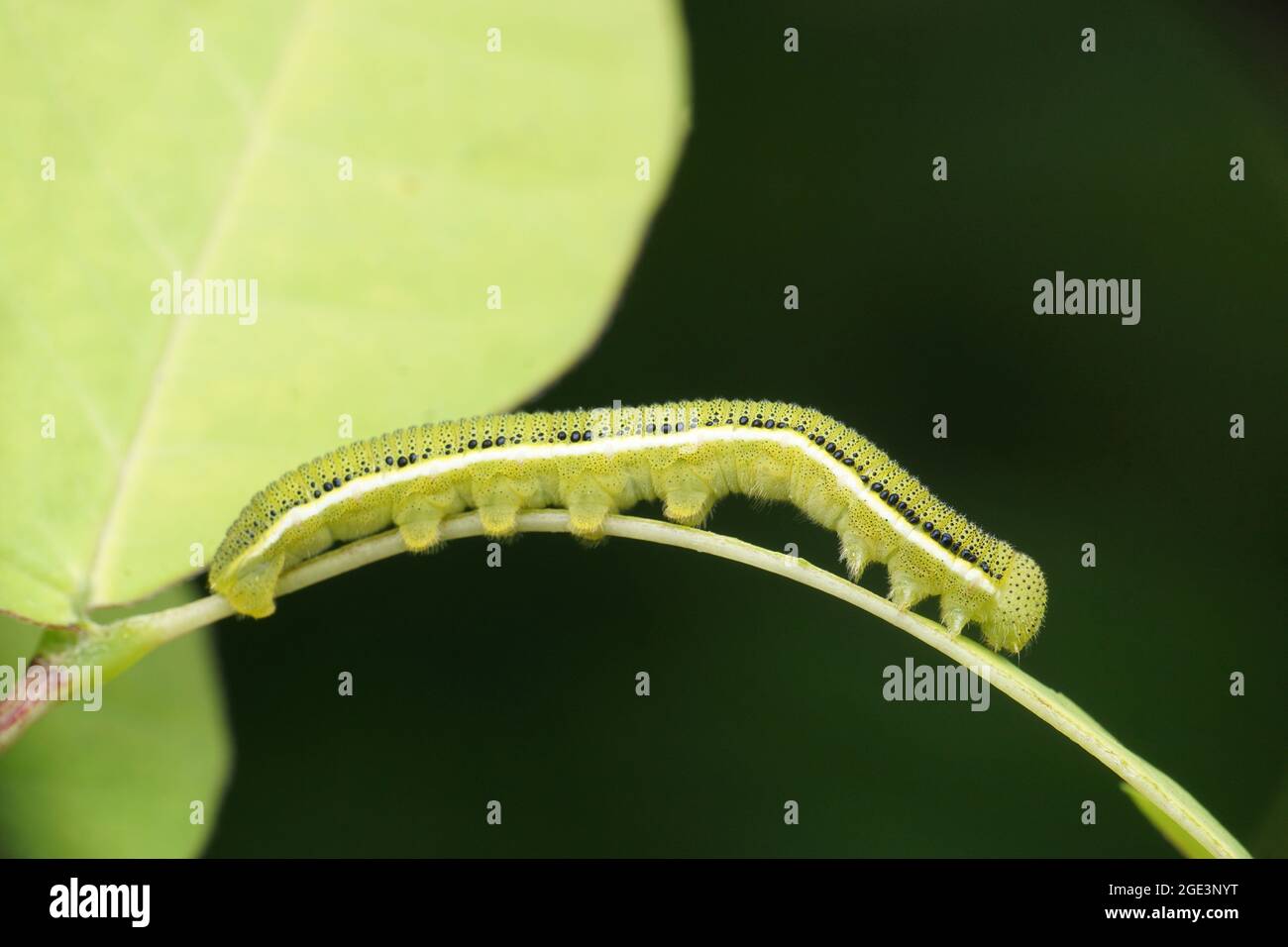 Luna Moth Caterpillar Banque D Image Et Photos Alamy