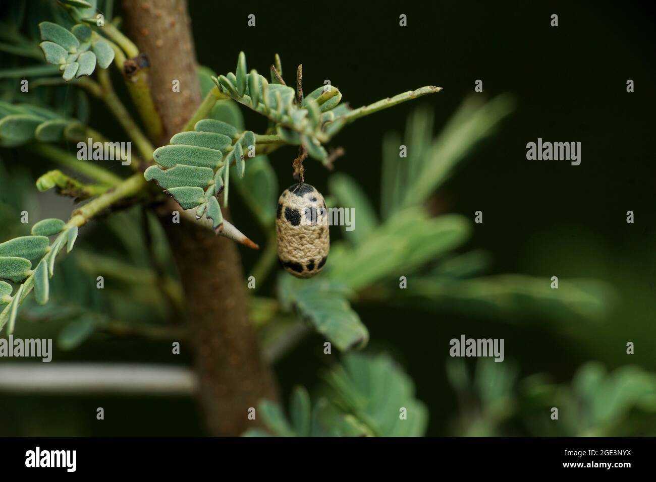 Pupe de papillon, Satara maharstra inde Banque D'Images