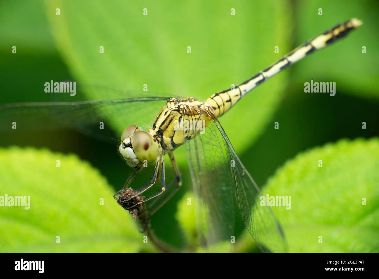 La libellule coulissante se demande, Pantala flavescens, Satara, Maharashtra, Inde Banque D'Images