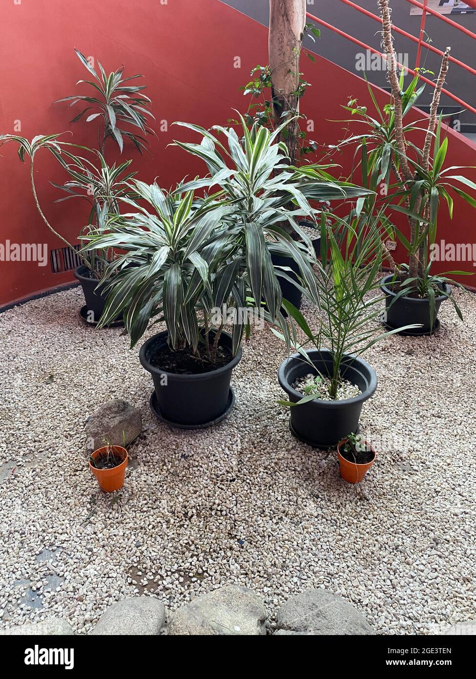 plantes de maison verte en poterie Banque D'Images