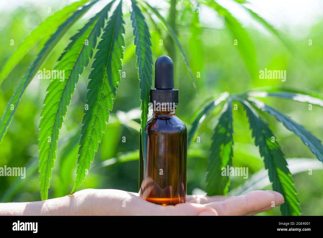 Huile de cannabis CBD. Huile de cannabis dans la pipette, produit de chanvre, bouteille à main. Banque D'Images