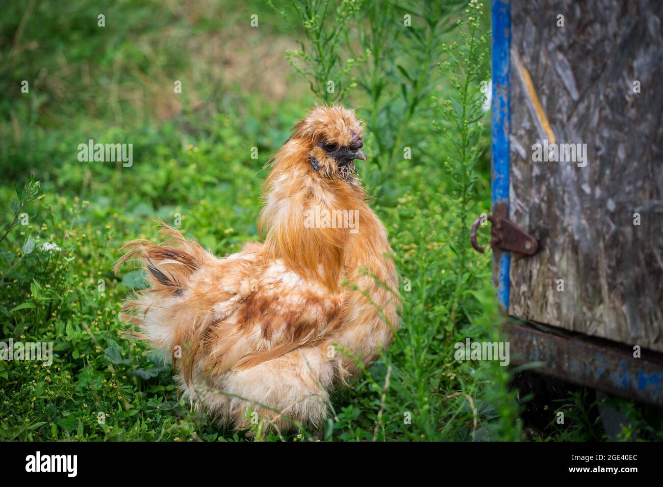 Chouette soyeuse, poulet soyeux Banque D'Images