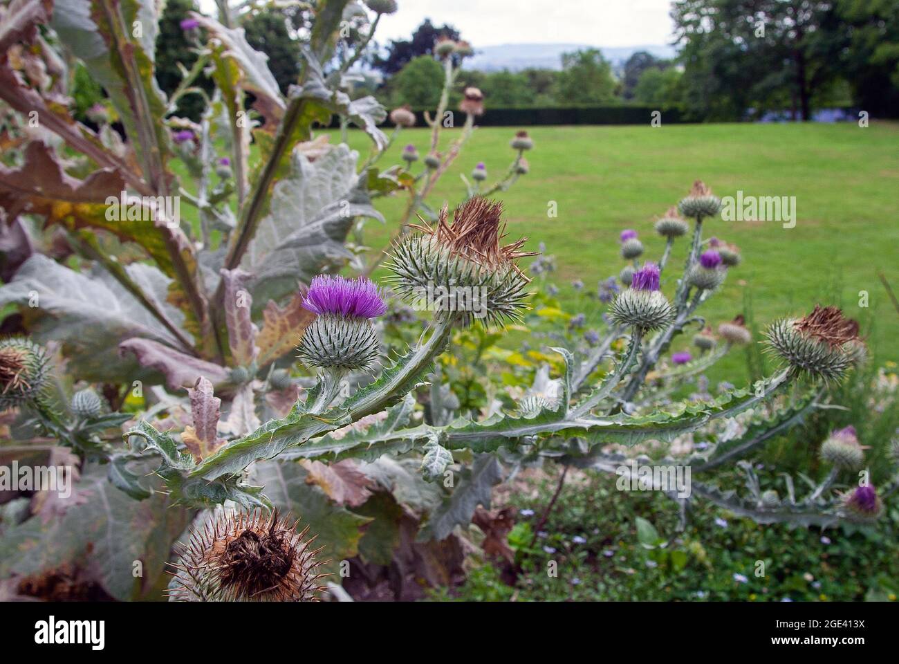 Chardon en fleur. Gros plan d'une fleur rose de Thistle de taureau. Aussi connu sous le nom de Thistle commun et de Thistle de Spear.( ev. Onopordum tauricum) Banque D'Images