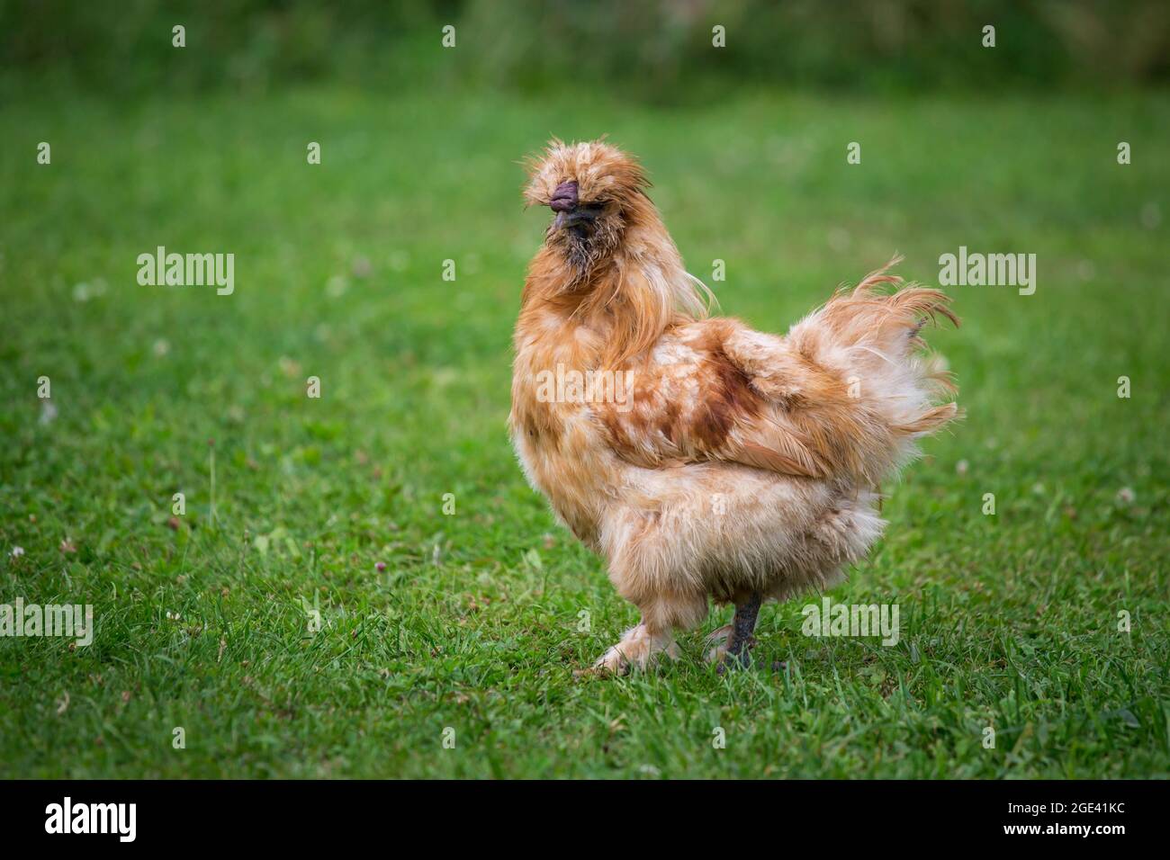 Chouette soyeuse, poulet soyeux Banque D'Images