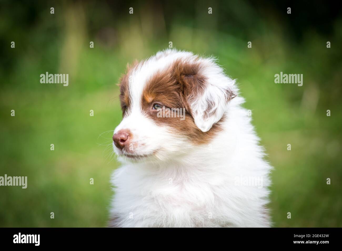 Chiot berger australien Banque D'Images