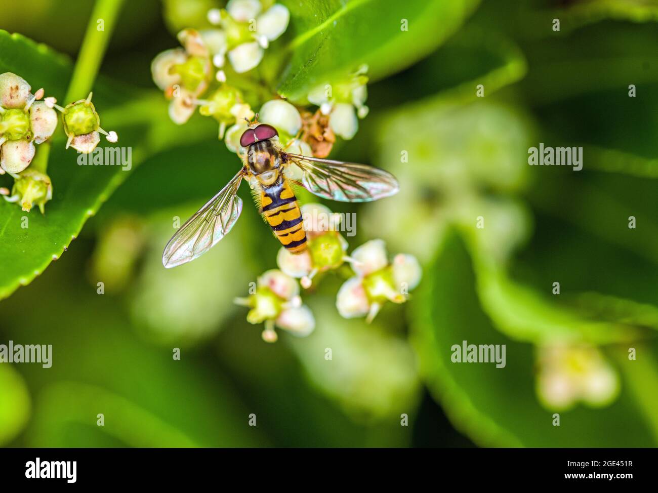 Vol stationnaire en août, Syrphidae Banque D'Images