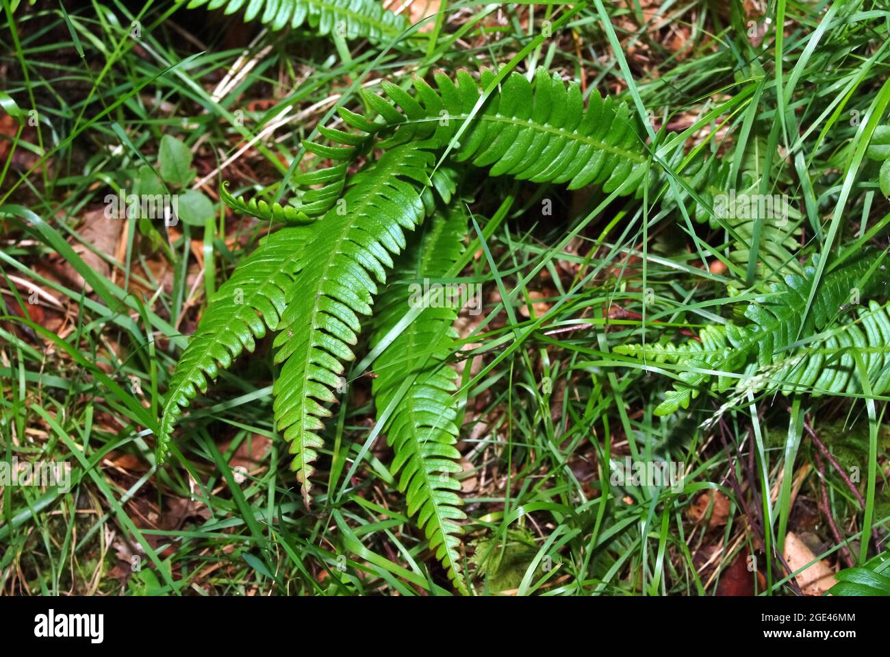 Fougère, fougère, Rippenfarn, Struthiopteris, Blechnum, Erdei bordapáfrány, Europe Banque D'Images