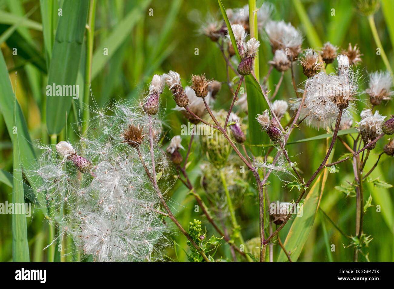 Graines et têtes de semis / têtes de graines de chardon rampante / chardon de champs / chardon du Canada (Cirsium arvense) en été Banque D'Images