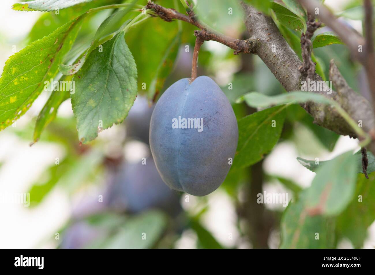 Prunes violettes dans un arbre Banque D'Images