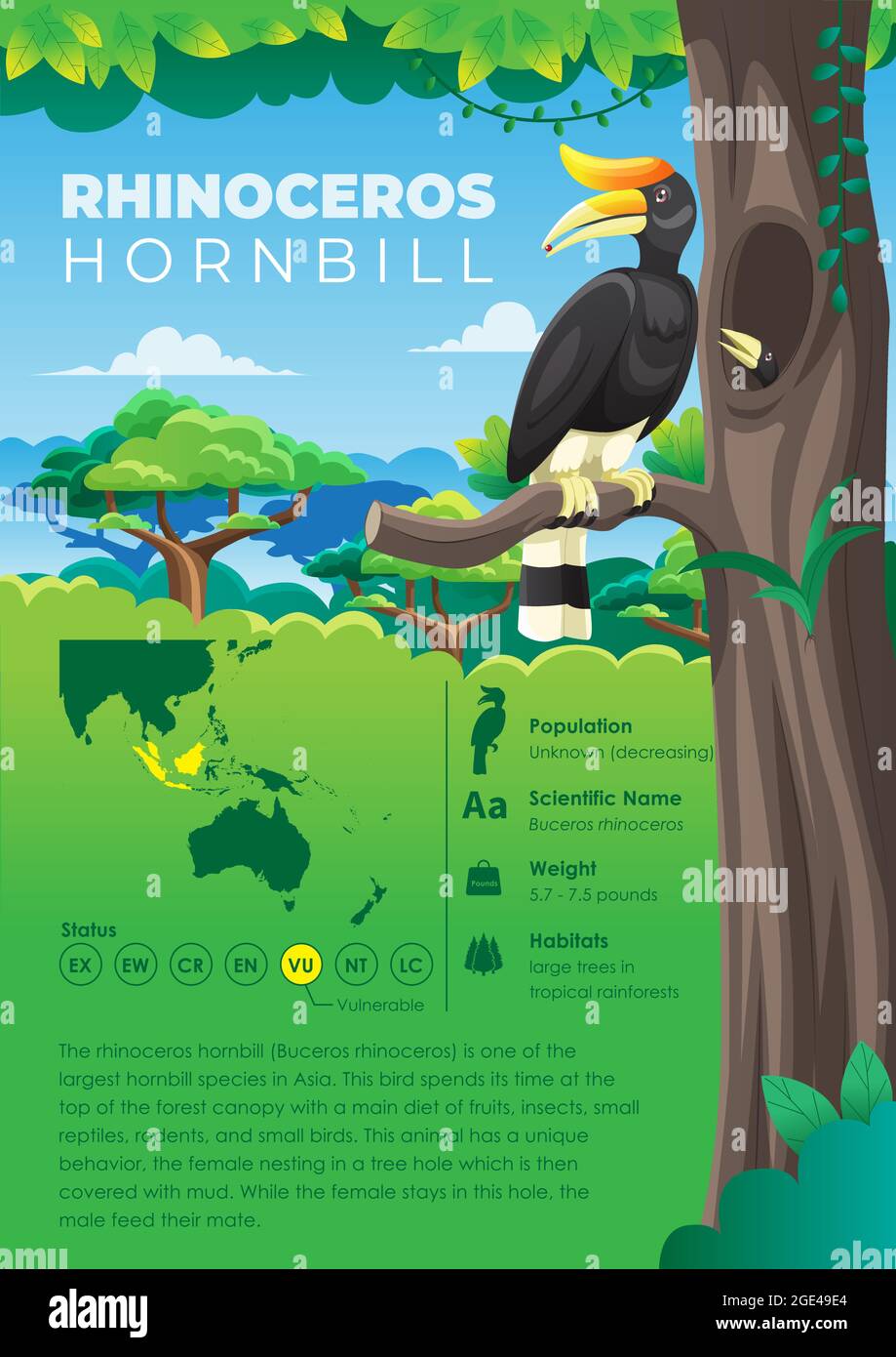 Série d'infographies animales - Rhinoceros Hornbill Illustration de Vecteur