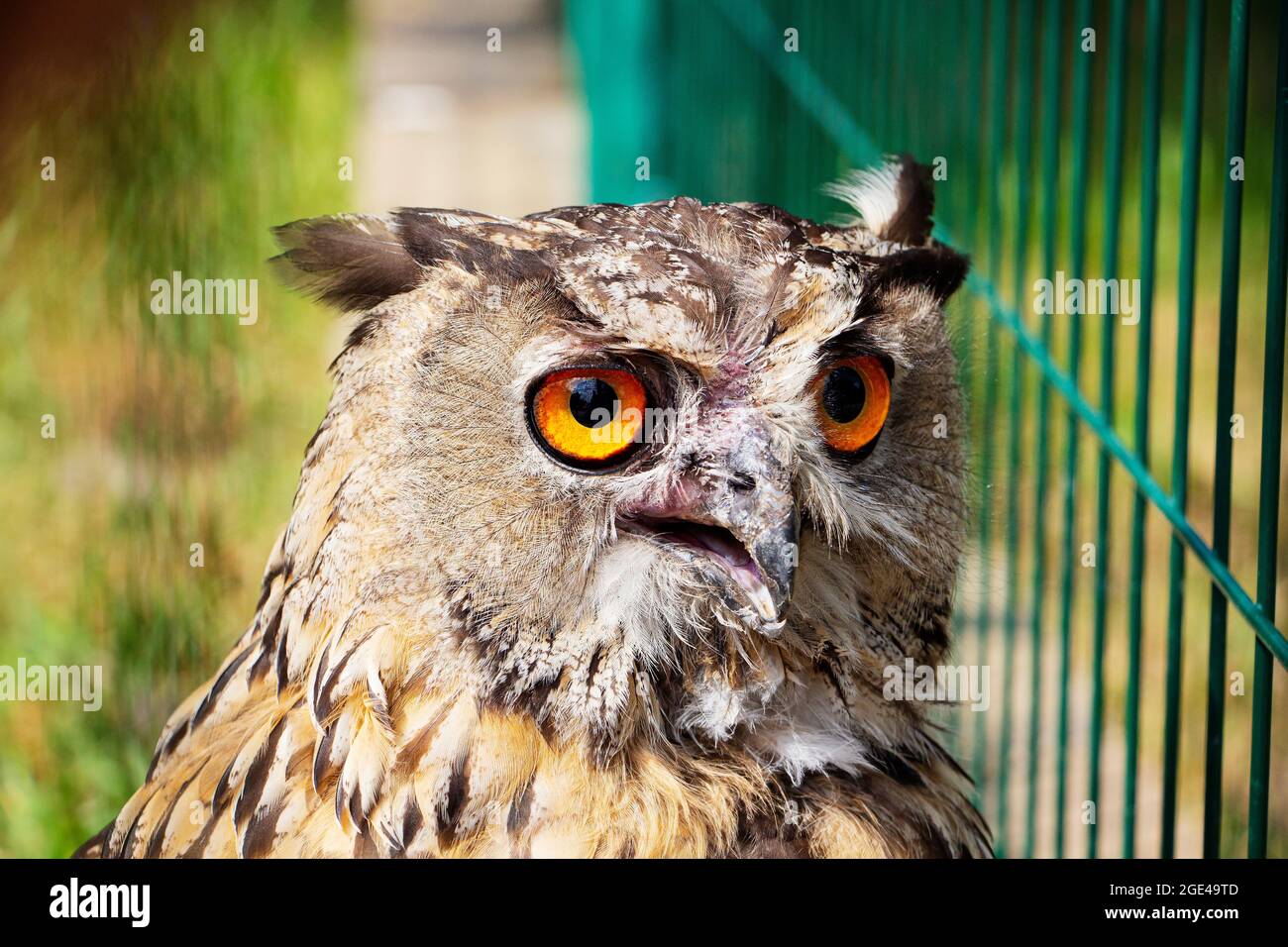Un hibou gris dans une cage dans le parc regarde dans le cadre. Un hibou sauvage aux yeux jaunes tristes Banque D'Images