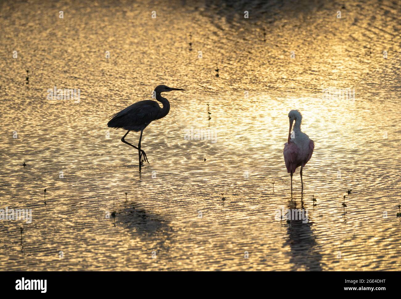 Silhouette des oiseaux rouges et spongieux se nourrissant au crépuscule, réserve naturelle nationale de Merrit Island, terres humides Banque D'Images