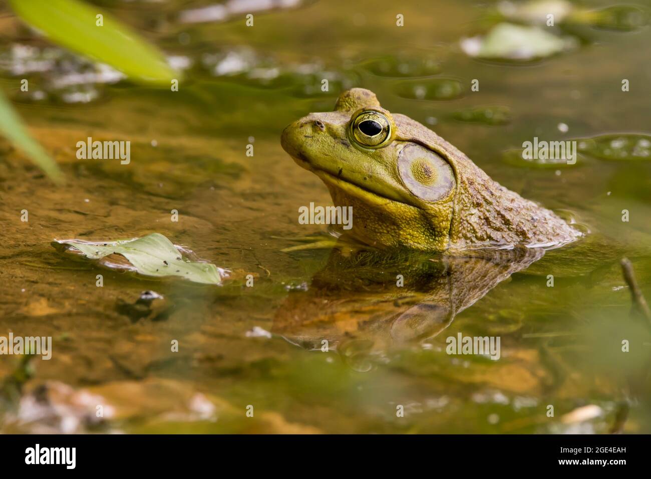 Gros plan sur la grenouille taureau mâle dans l'eau Banque D'Images