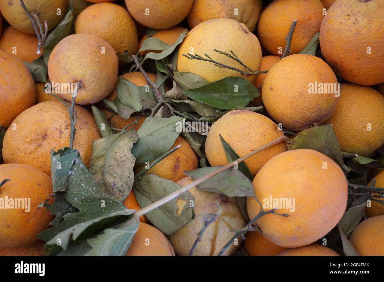 Valencia Orange venant du Maroc, fruits naturels, sur le marché, fruits orange sains, prêts à consommer Banque D'Images