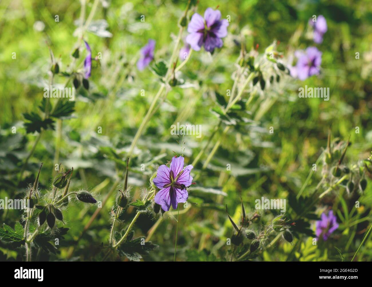 Fleurs violettes de géranium de prairie gros plan sur un fond vert flou dans la lumière du matin. Copier l'espace. Banque D'Images