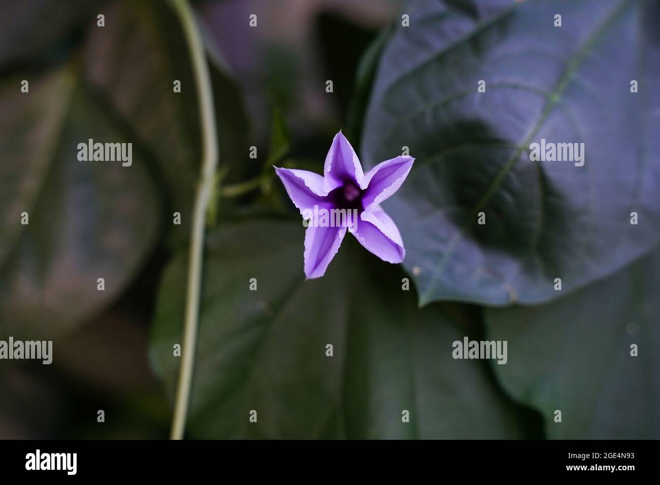 Jolie fleur pourpre d'aubergines ou de fèves de clou de girofle, mise au point sélective Banque D'Images