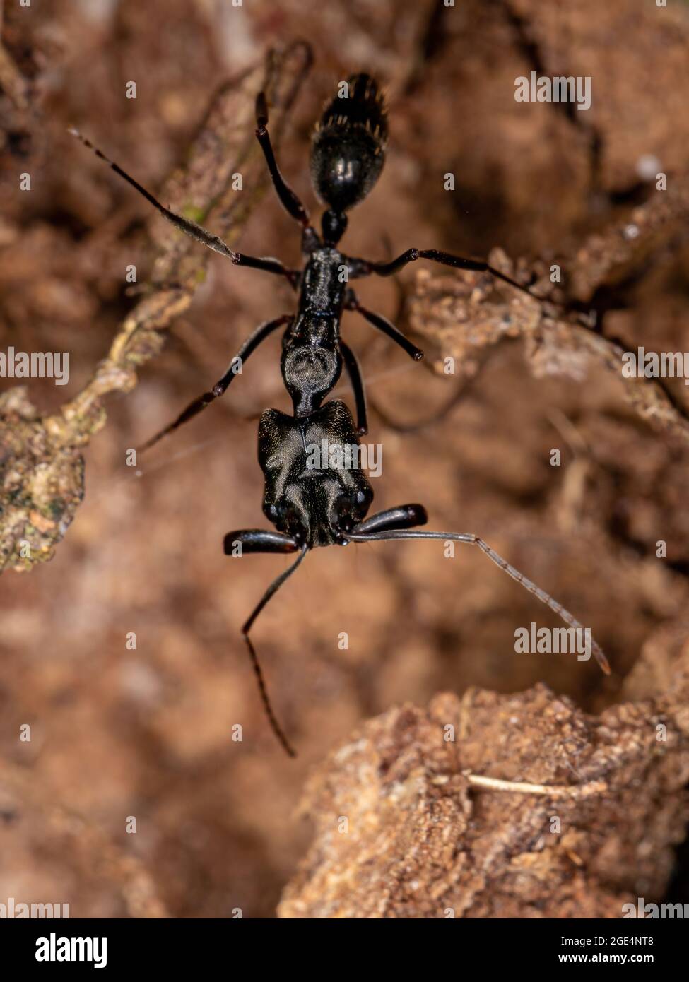 Piège à mâchoires adultes Ant du genre Odontomachus Banque D'Images