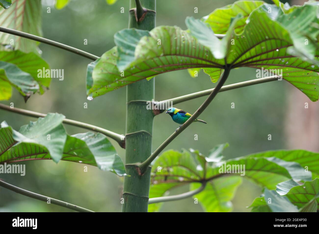 Un Tanager à tête verte (Tangara seledon) perché sur un arbre de Cecropia de la forêt tropicale atlantique du Sud-est du Brésil Banque D'Images