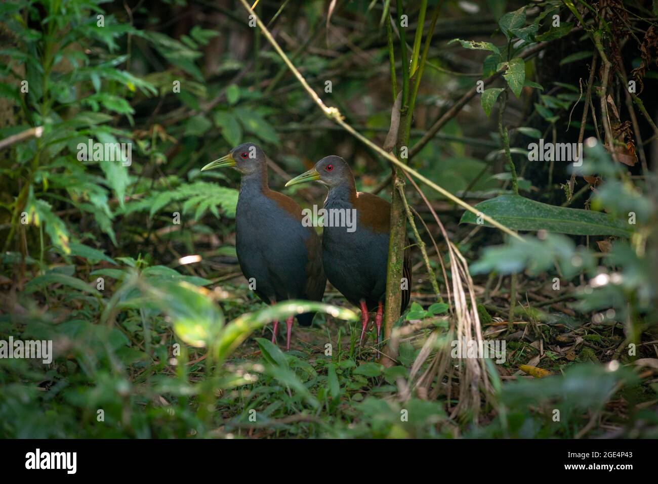 Rail en bois à la brette (Aramides saracura) de la forêt tropicale de l'Atlantique du Sud-est du Brésil Banque D'Images