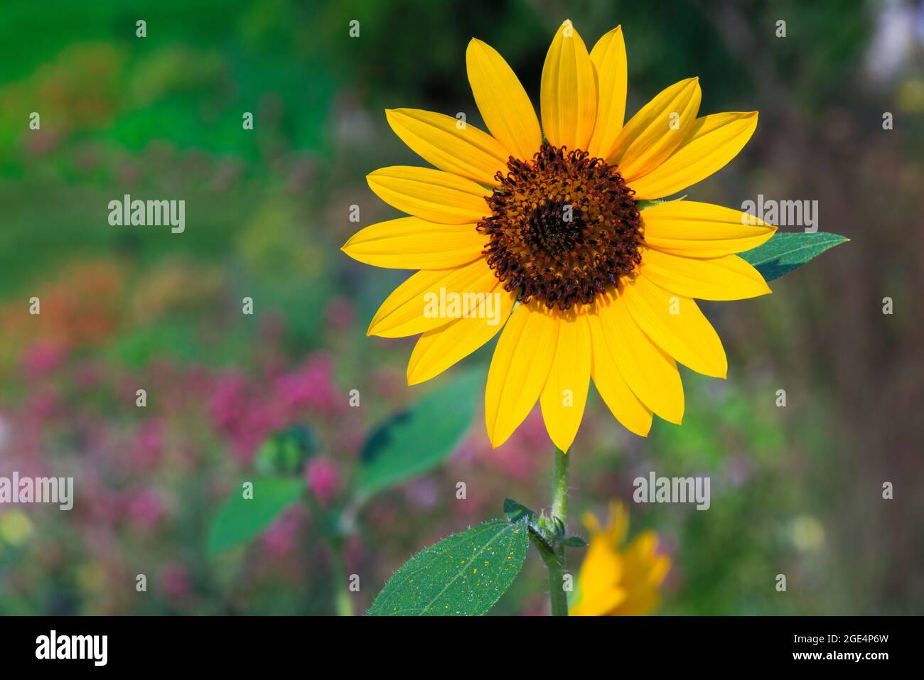 Gros plan d'un tournesol dans un jardin Banque D'Images