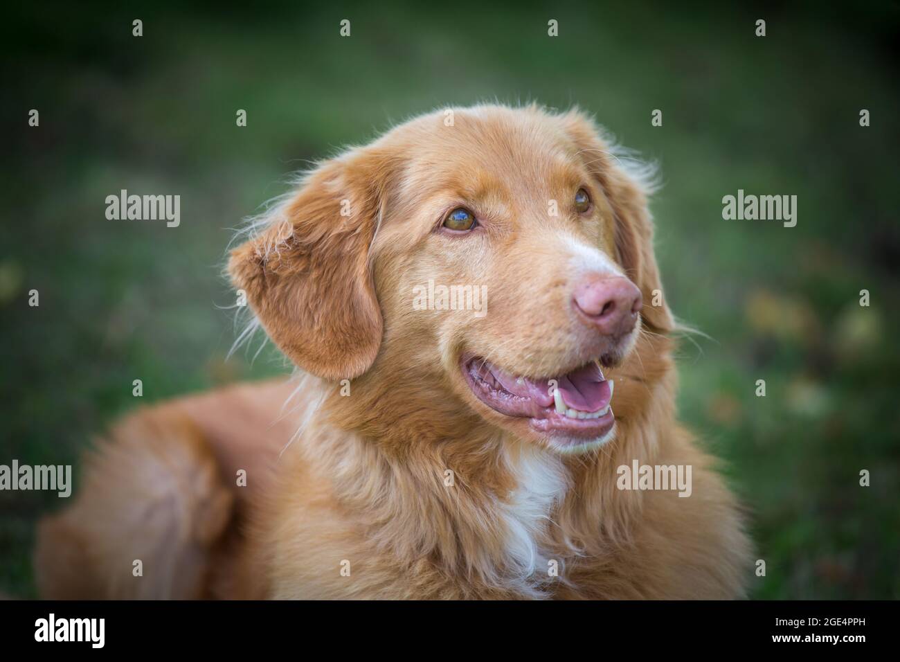 Nova Scotia Duck Tolling Retriever Banque D'Images