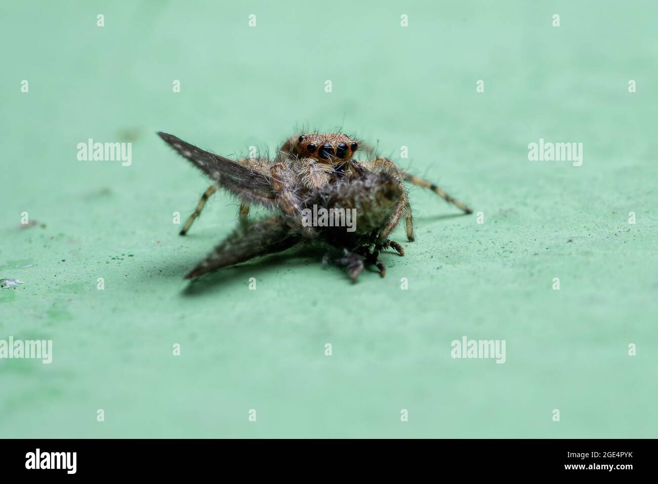 Petite araignée de saut de mur gris de l'espèce Menemerus bivittatus  prêchant sur une mouche de salle de bain adulte mouche de l'espèce Clogmia  albipunctata Photo Stock - Alamy