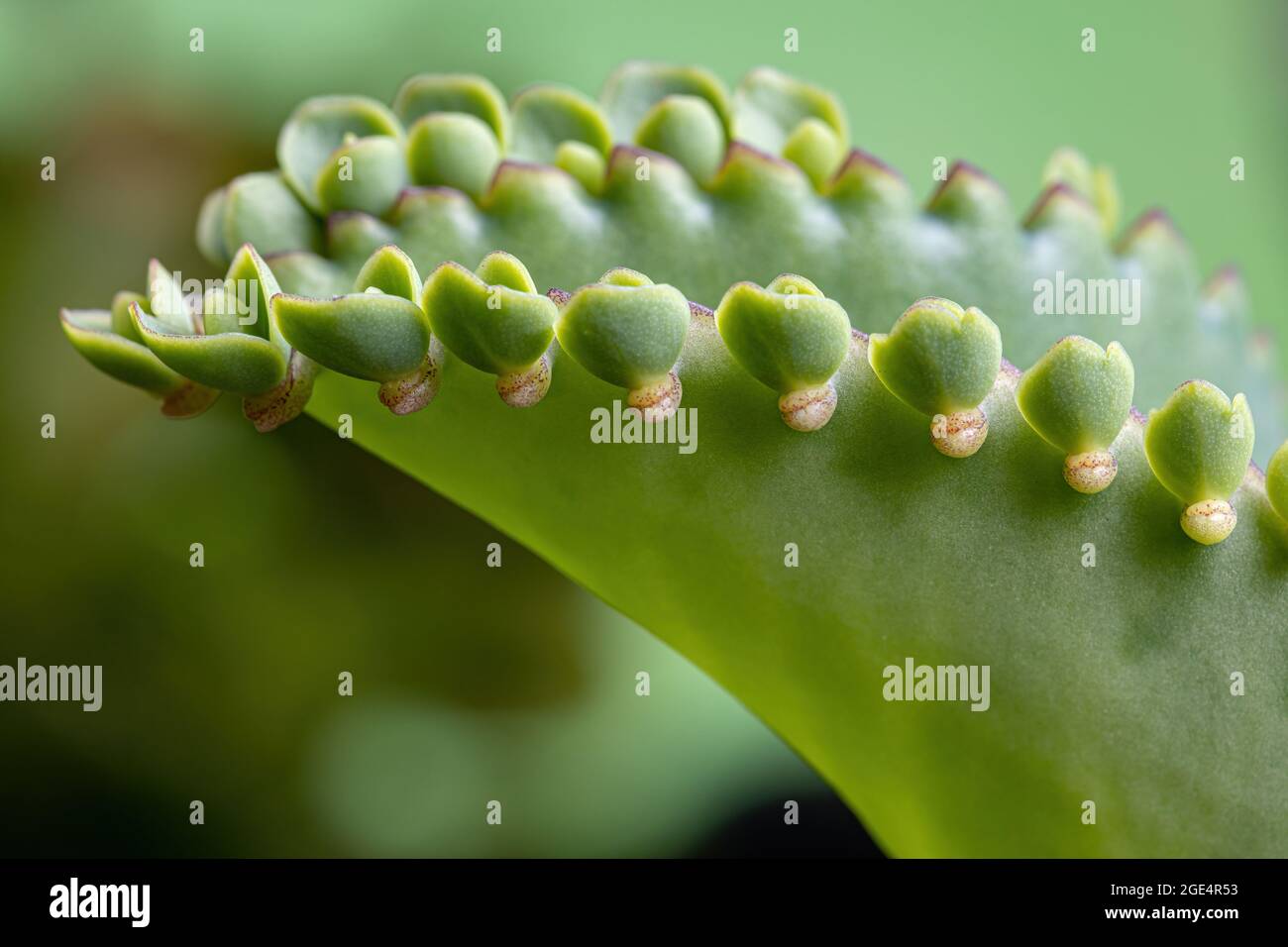 Détails des feuilles d'une plante crasulacée du Espèce Kalanchoe laetivirens Banque D'Images