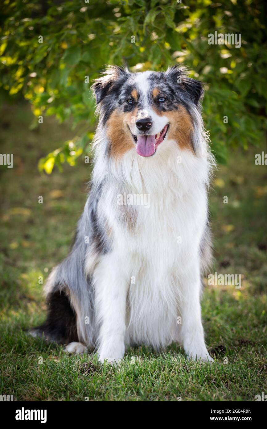 Blue merle Berger australien Banque D'Images